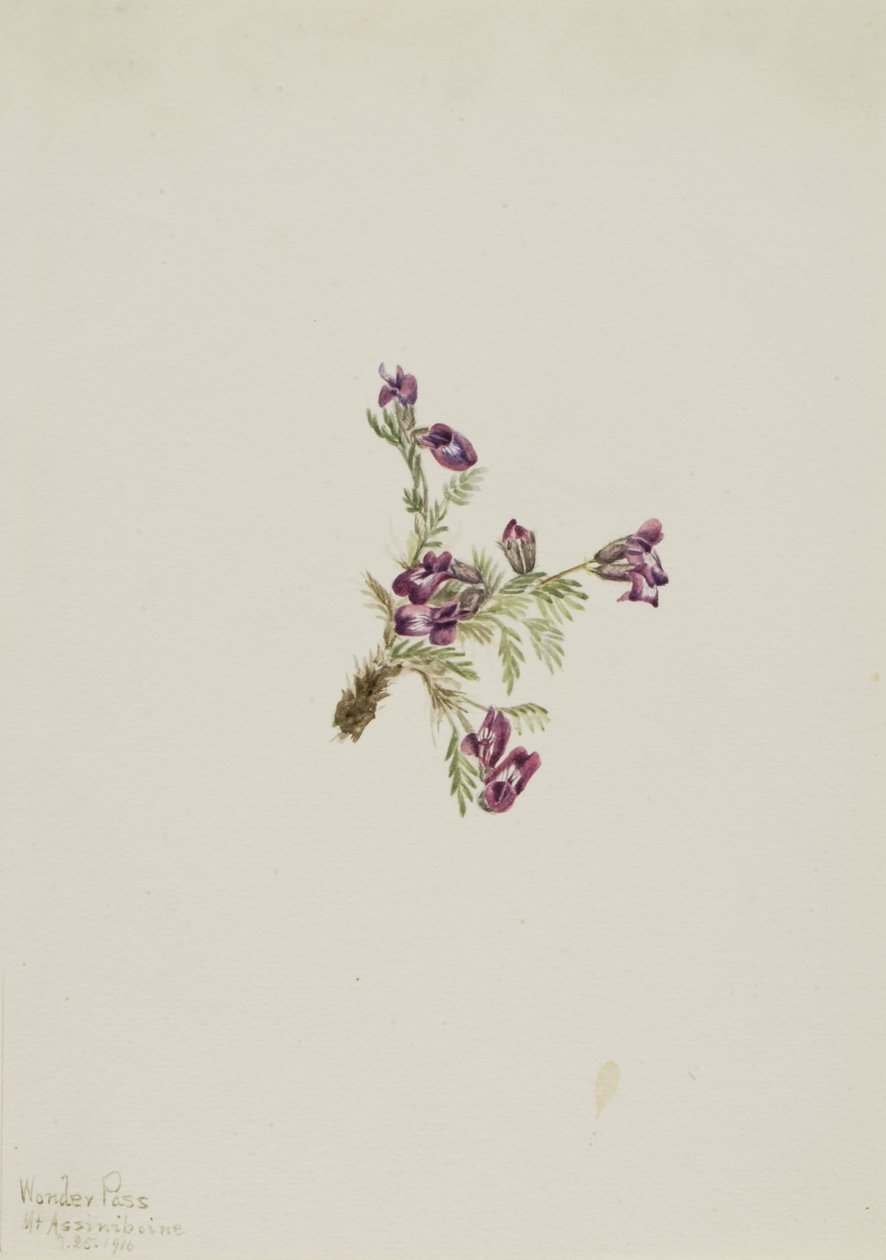 Oxytropis podocarpa (Oxytropis podocarpa) - Mary Vaux Walcott
