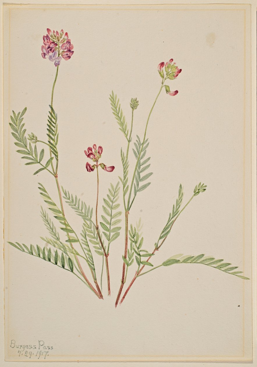 Vesce des Alpes (Astragalus bourgovii) - Mary Vaux Walcott