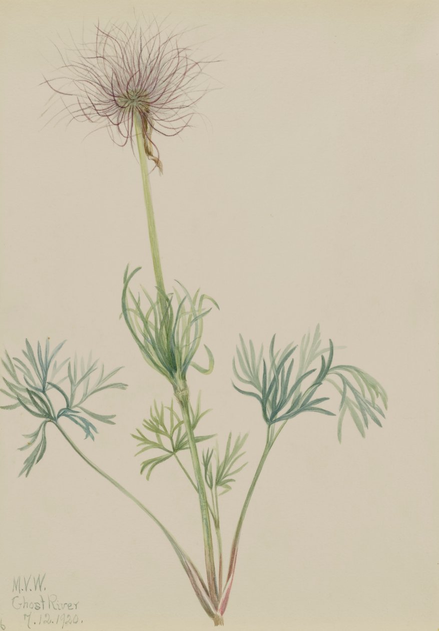 Anémone Pulsatille d