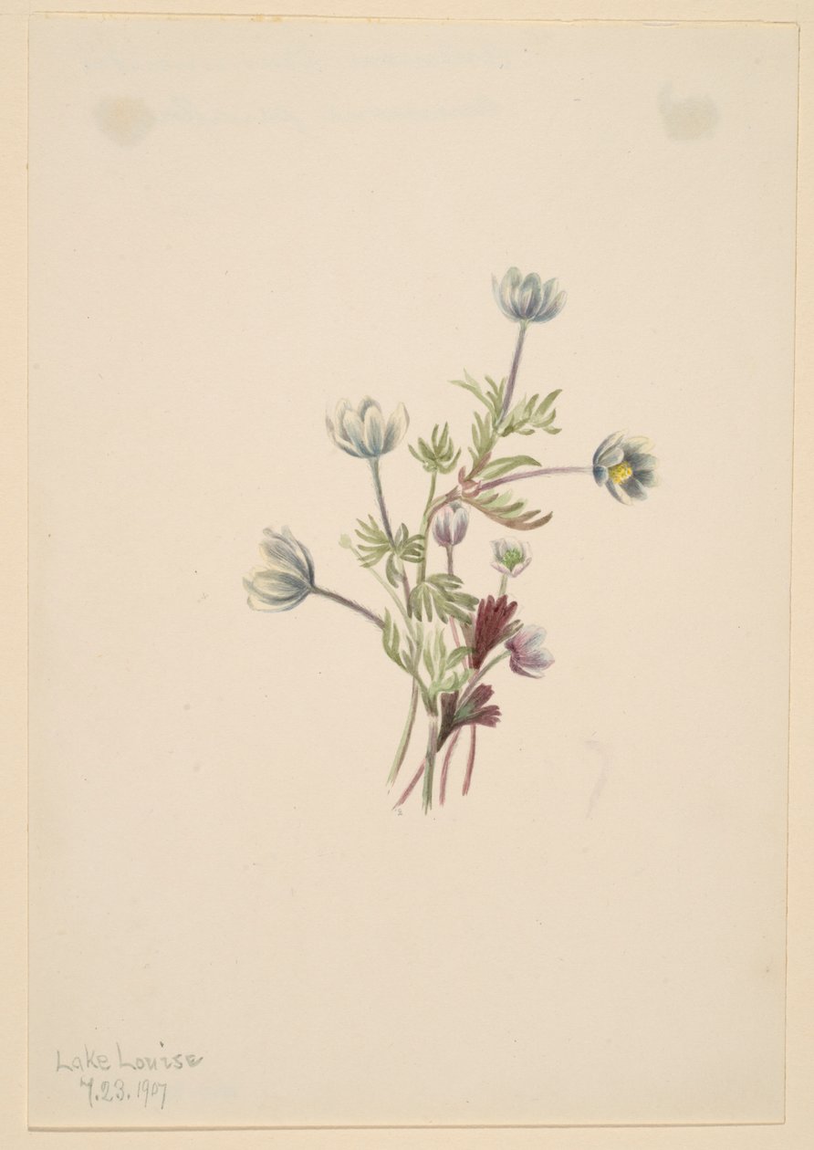Anémone (Anemone drummondii) - Mary Vaux Walcott