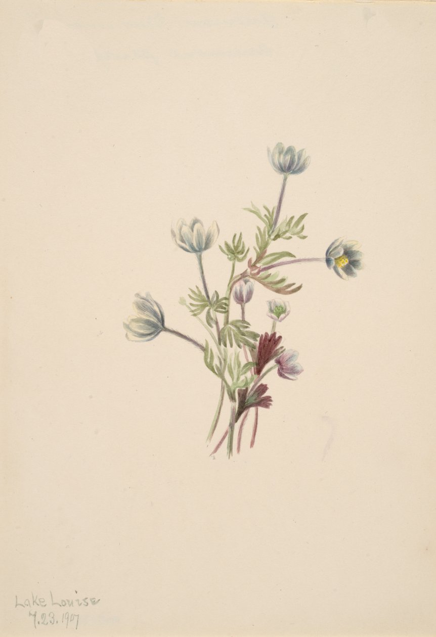 Anémone Anemone drummondii, 1907 - Mary Vaux Walcott