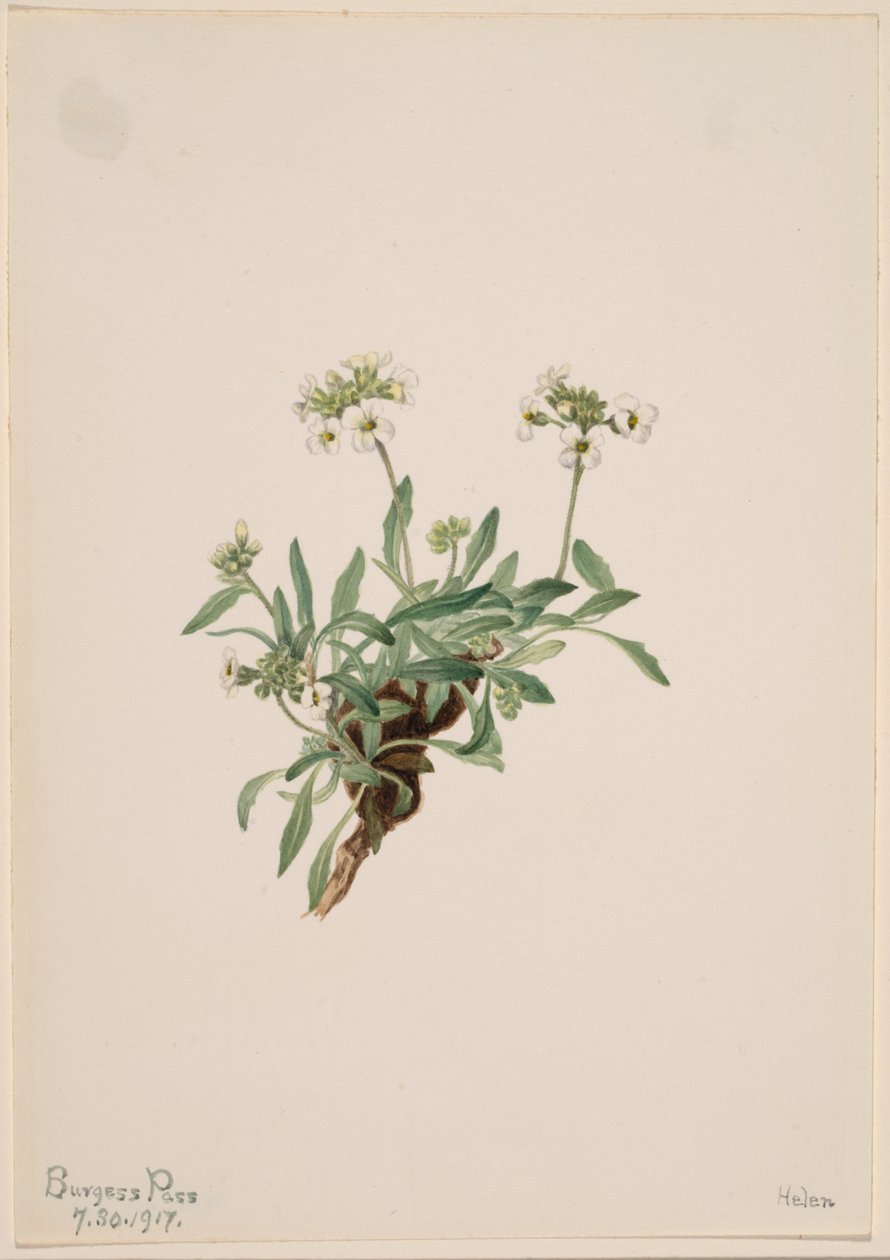 Arabis drummondii - Mary Vaux Walcott