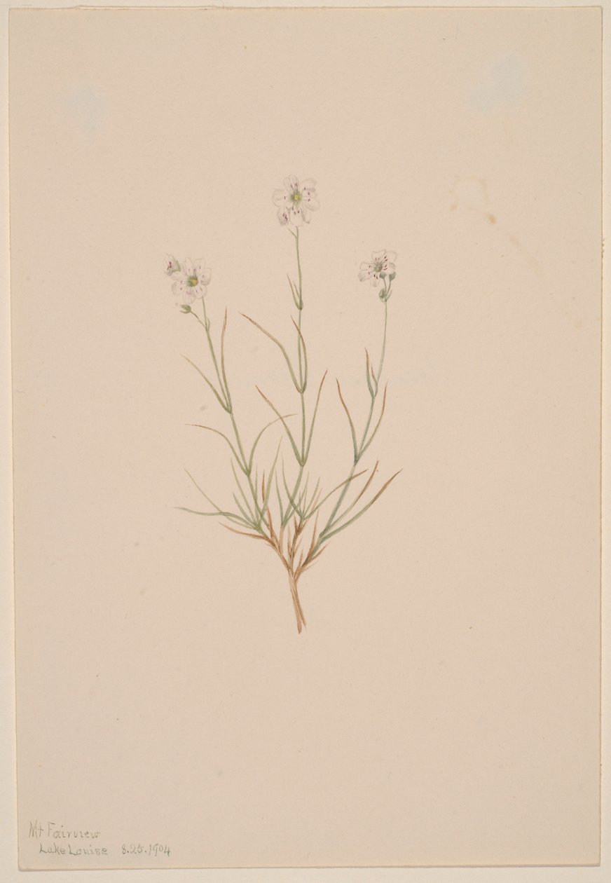 Arenaria formosa - Mary Vaux Walcott