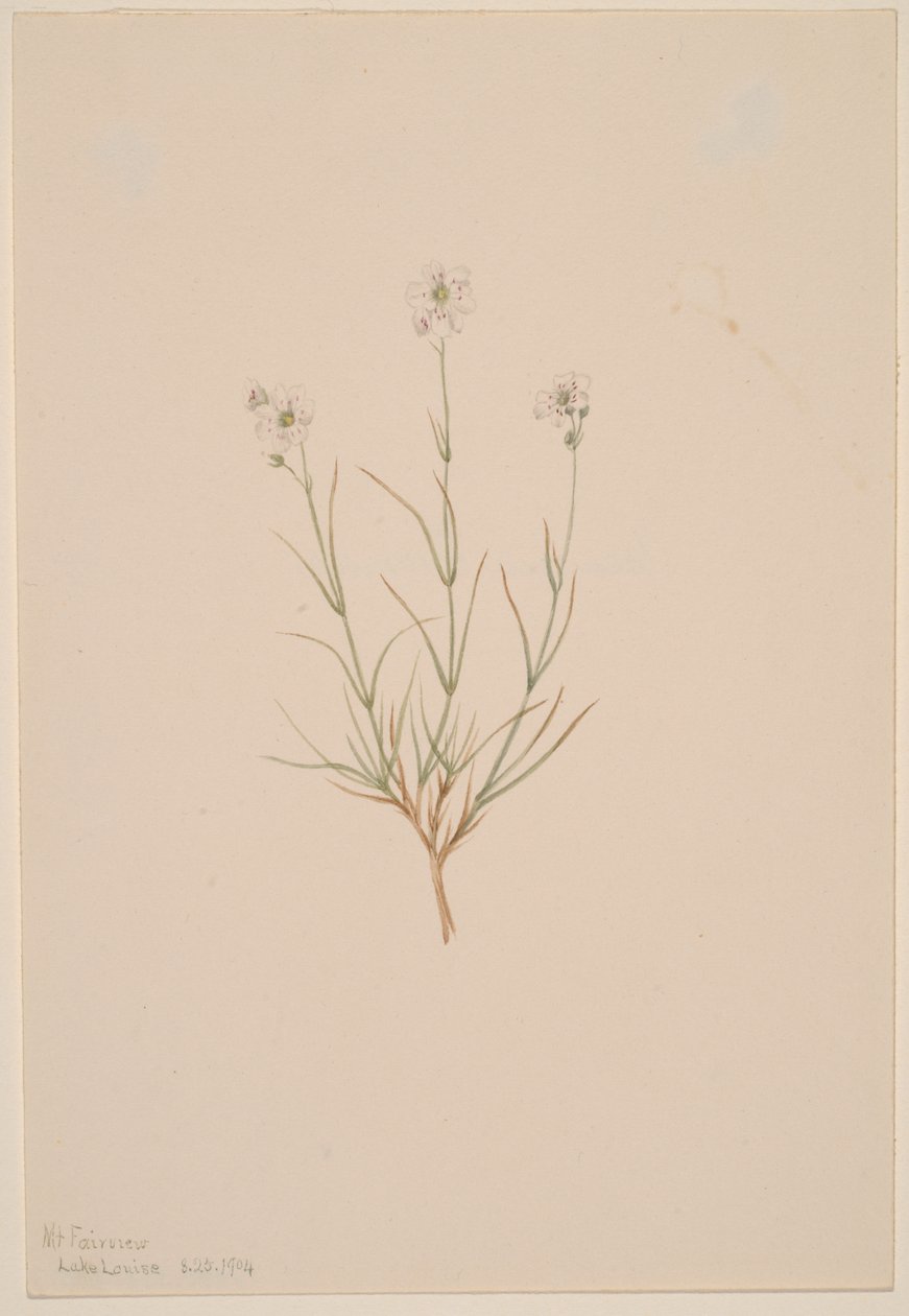 Arenaria formosa, 1904 - Mary Vaux Walcott