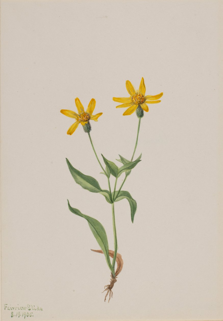 Arnica alpina - Mary Vaux Walcott