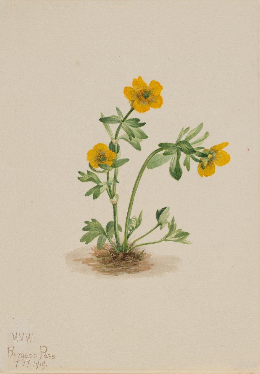 Renoncule des avalanches Ranunculus suksdorfii, 1919 - Mary Vaux Walcott