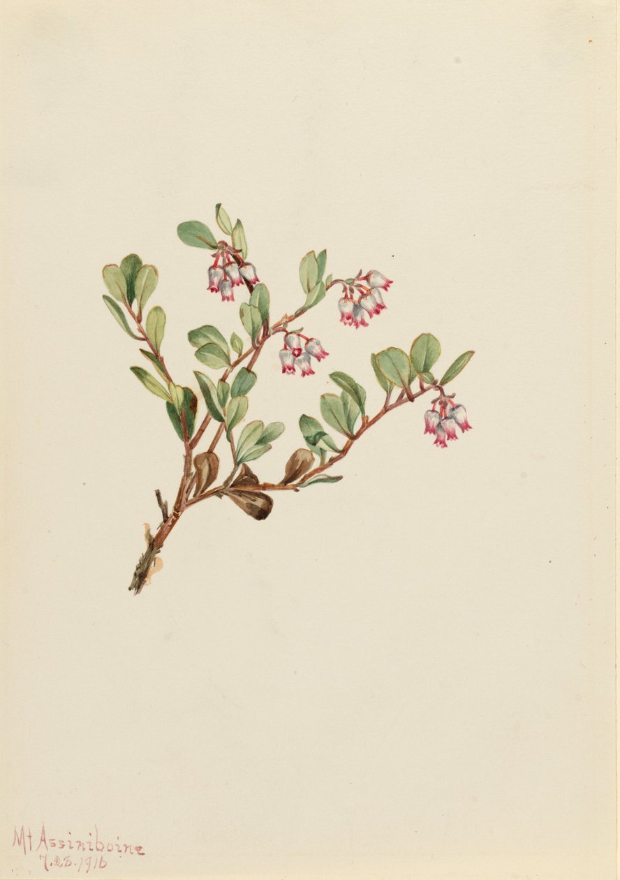 Busserole Arctostaphylos uva-ursi - Mary Vaux Walcott