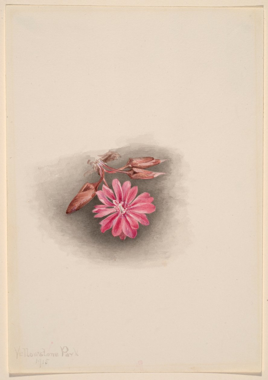 Lewisia redivivivia (Bitterroot) - Mary Vaux Walcott