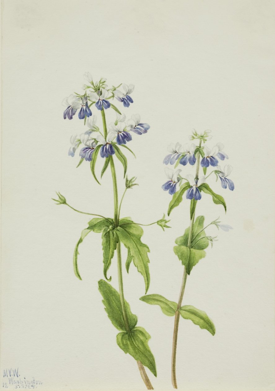 Marie aux yeux bleus (Collinsia verna) - Mary Vaux Walcott