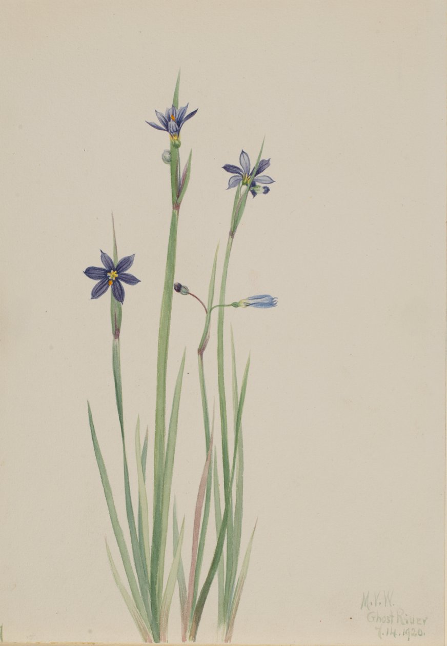 Herbe aux yeux bleus Sisyrinchium angustifolium, 1920 - Mary Vaux Walcott