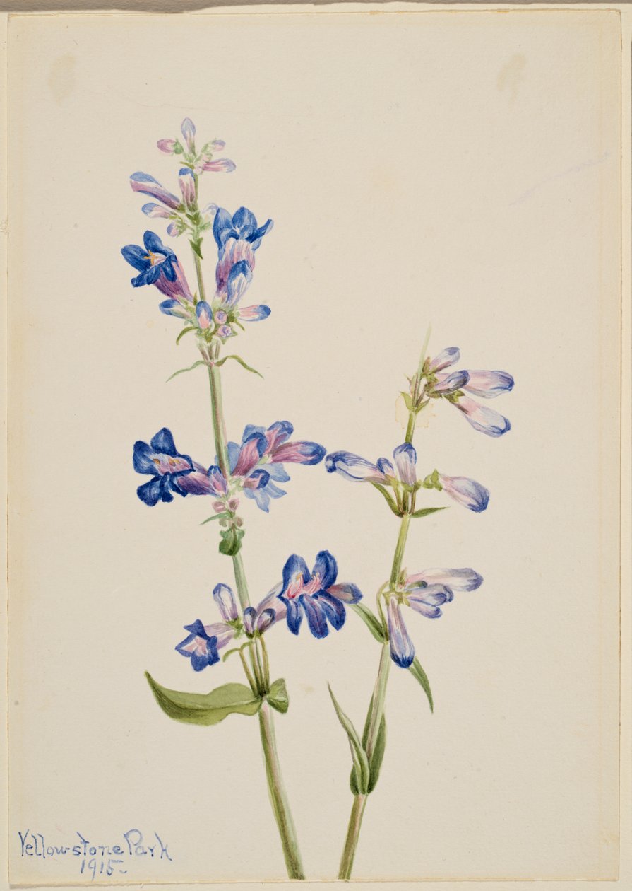 Blue Beard-Tongue (Pentstemon) - Mary Vaux Walcott