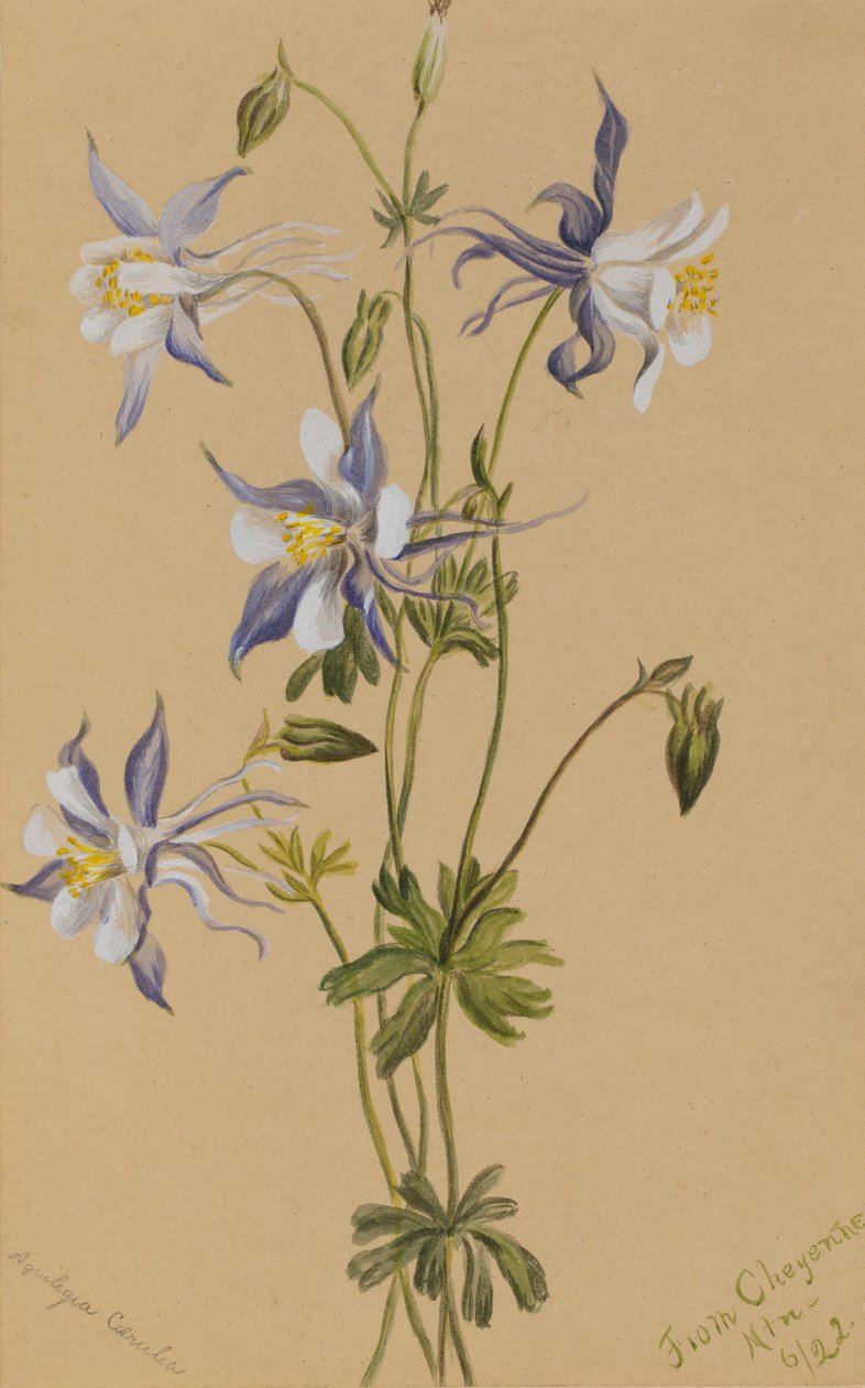 Ancolie bleue Aquilegia caerulea - Mary Vaux Walcott
