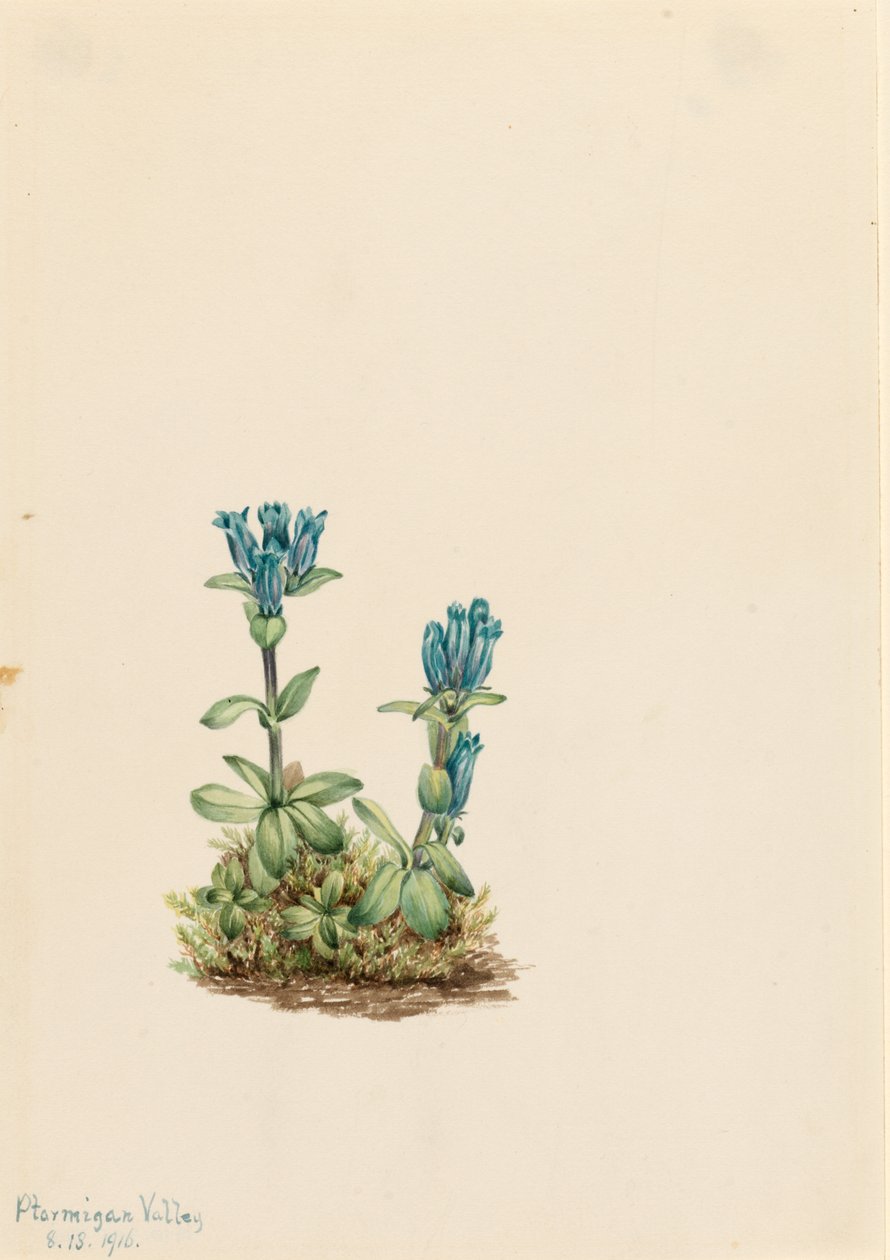 Gentiane verte (Gentiana glauca) - Mary Vaux Walcott