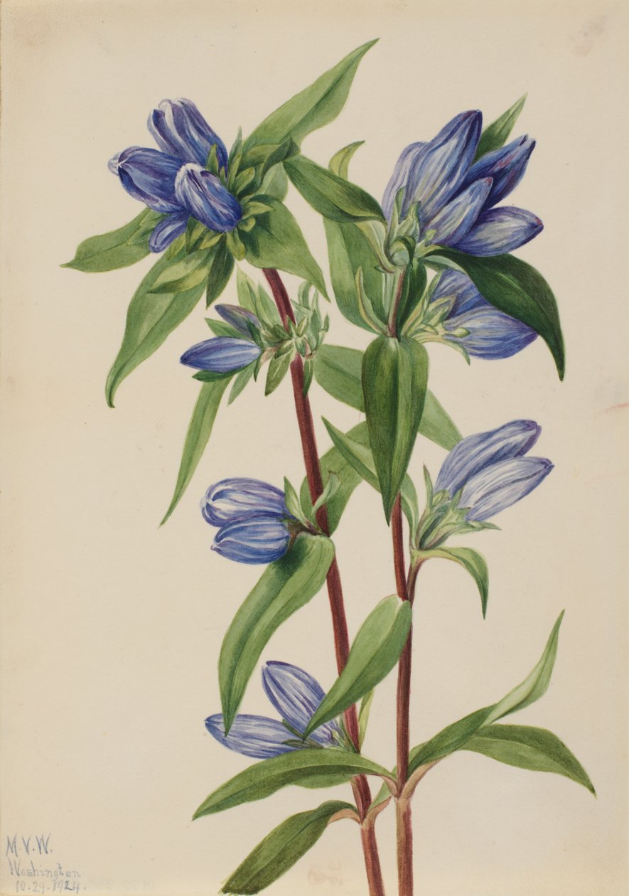 Gentiane bouteille, 1924 - Mary Vaux Walcott