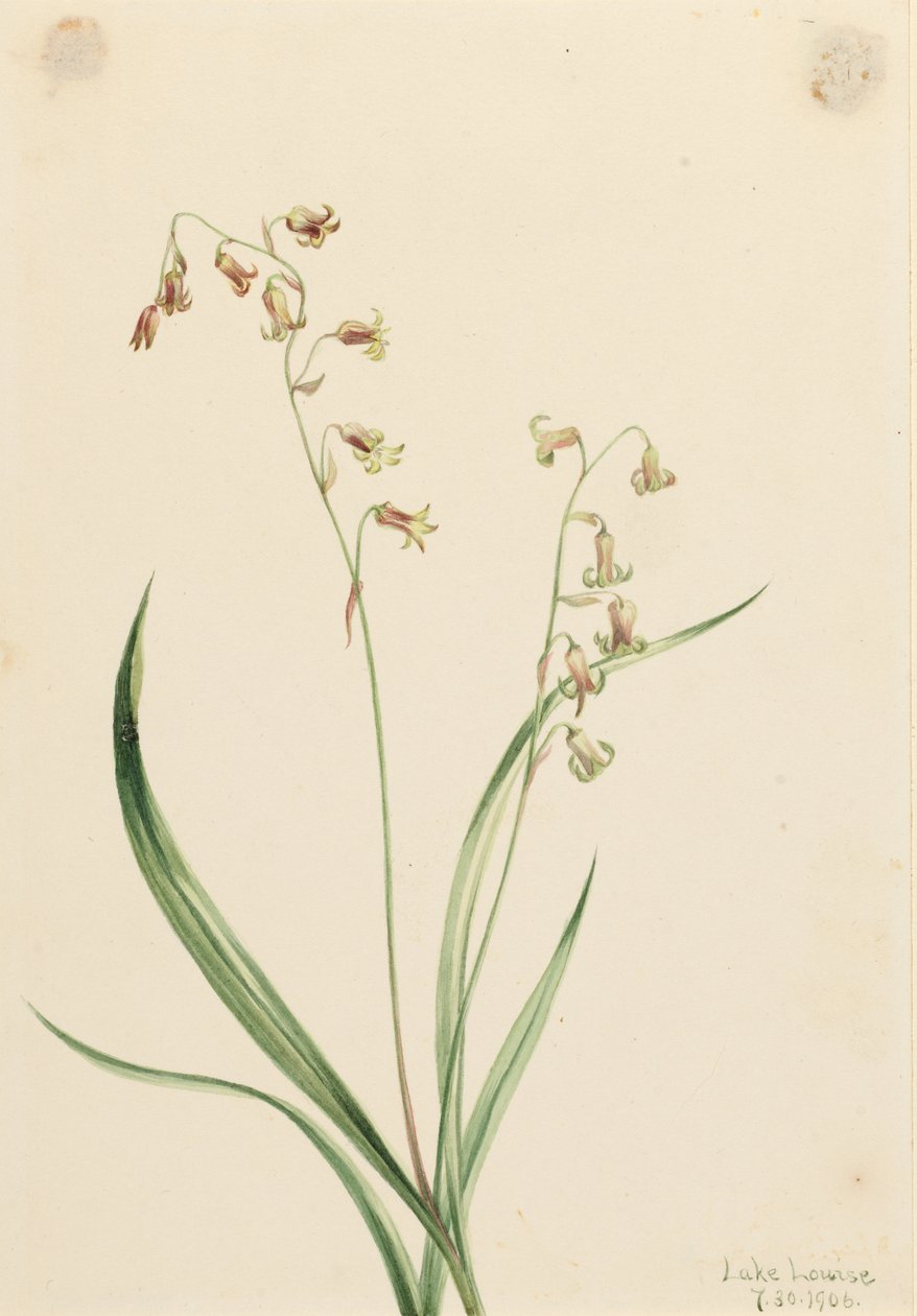 Cloches de bronze (Stenanthium occidentale) - Mary Vaux Walcott