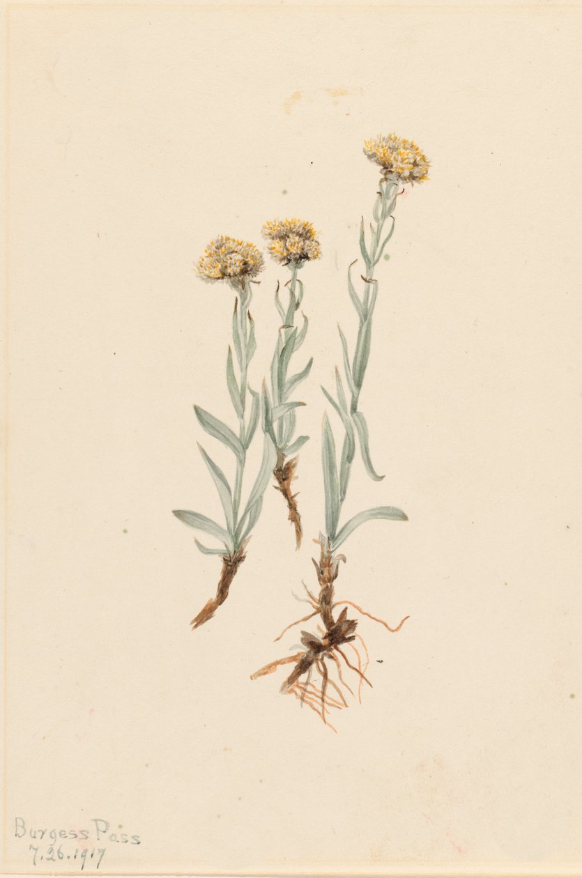 Antennaria luzuloides, 1917 - Mary Vaux Walcott