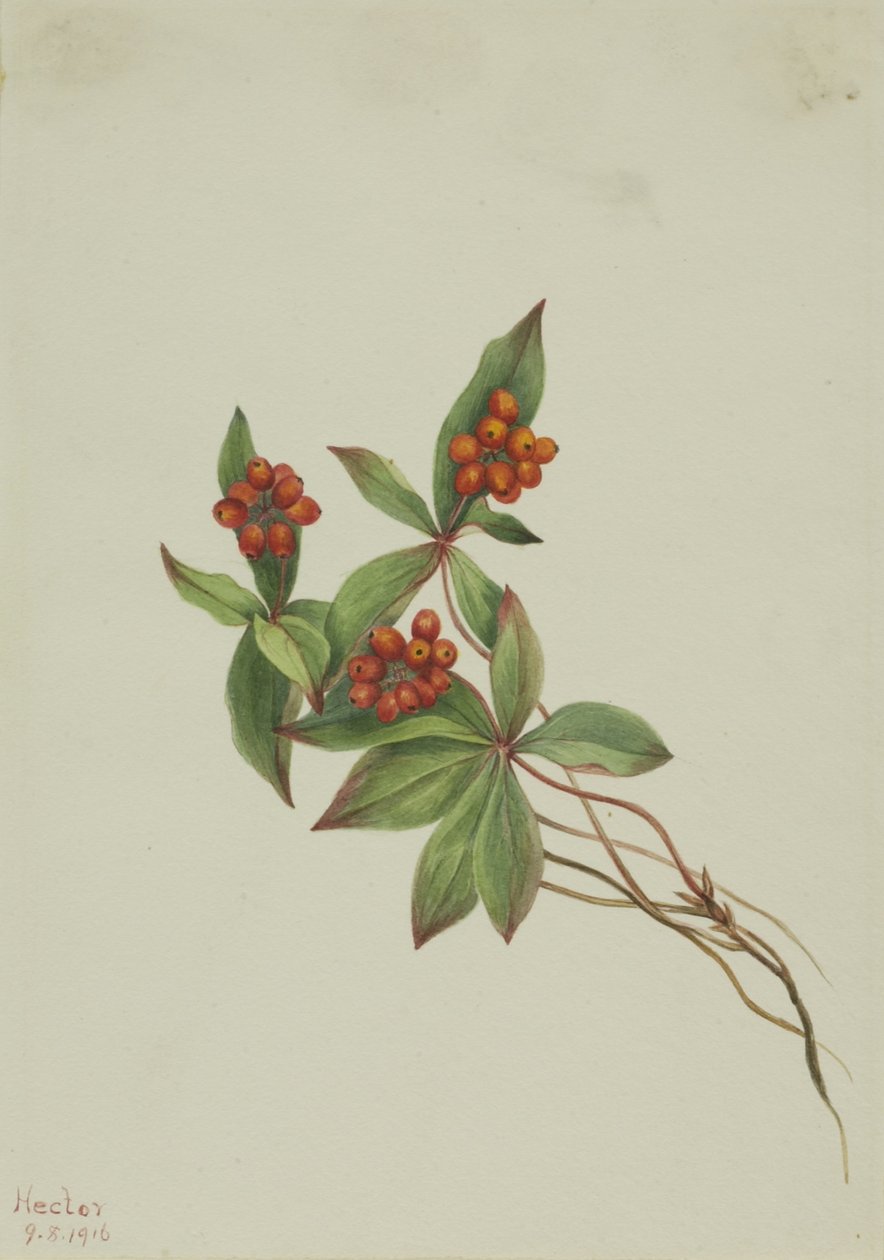 Cornouiller (Cornus canadensis) - Mary Vaux Walcott