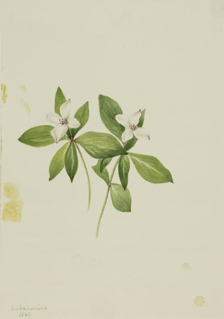 Cornouiller du Canada, 1902 - Mary Vaux Walcott