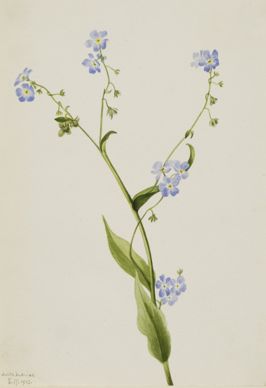 Myosotis des champs Lappula diffusa, 1903 - Mary Vaux Walcott