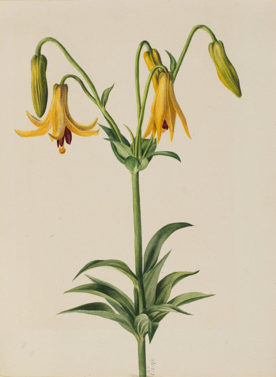Lys du Canada (Lilium canadense) - Mary Vaux Walcott