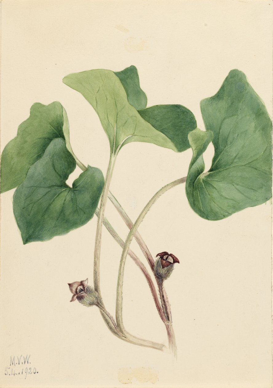 Gingembre sauvage du Canada (Asarum canadense) - Mary Vaux Walcott