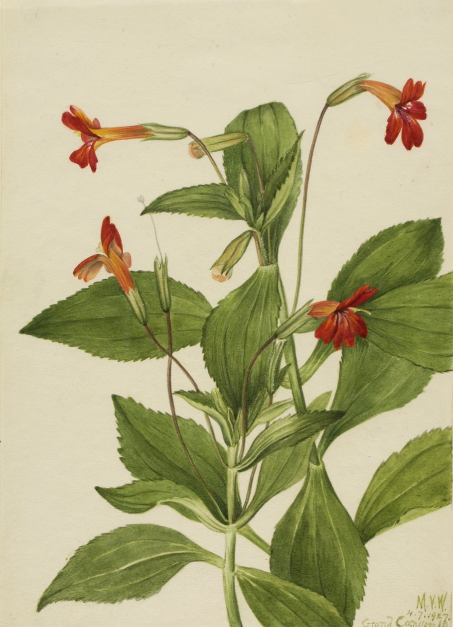Mimulus cardinalis - Mary Vaux Walcott