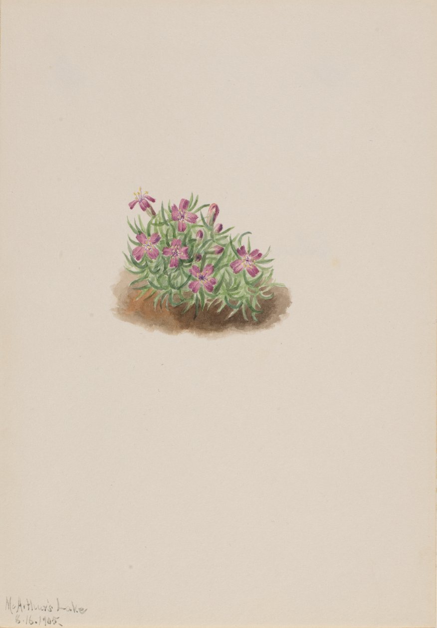 Silène acaule, 1905 - Mary Vaux Walcott