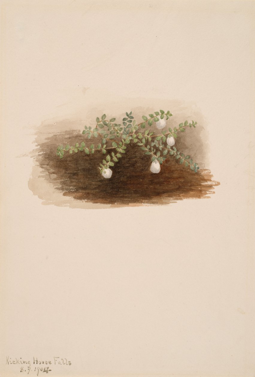 Chiogenes hispidula, 1904 - Mary Vaux Walcott