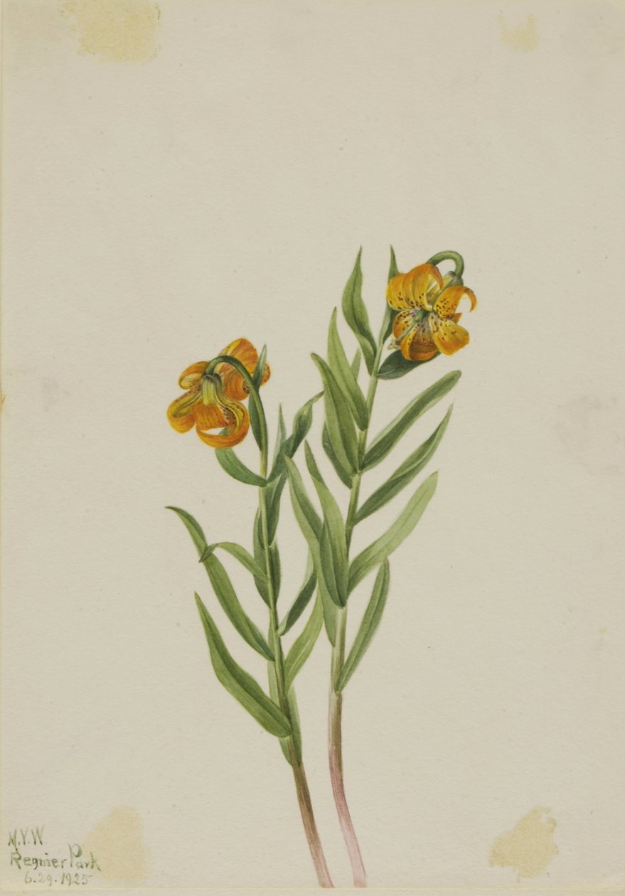 Lys de Columbia (Lilium columbianum) - Mary Vaux Walcott