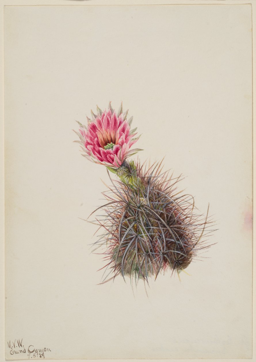 Cactus concombre, 1939 - Mary Vaux Walcott