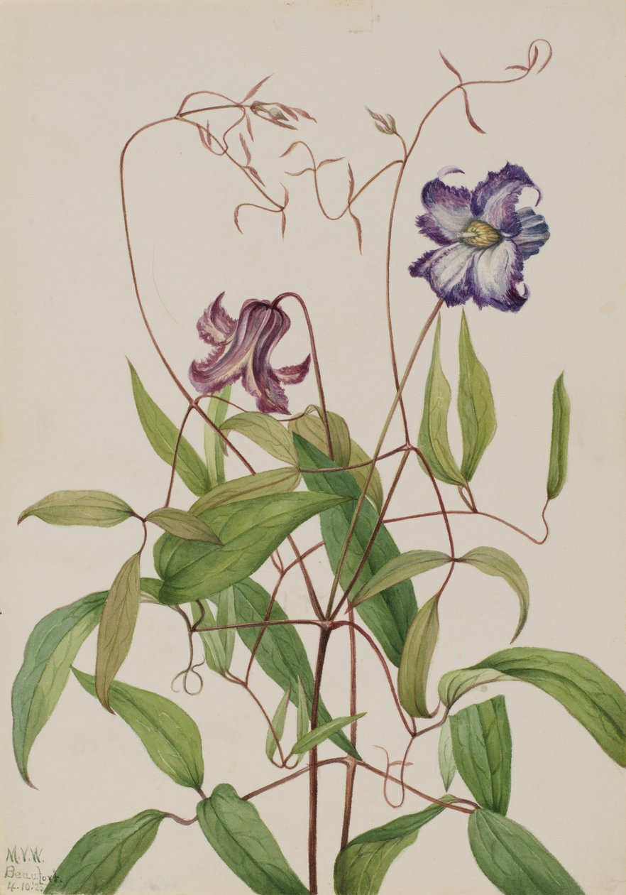 Clématite frisée (Clematis crispa) - Mary Vaux Walcott