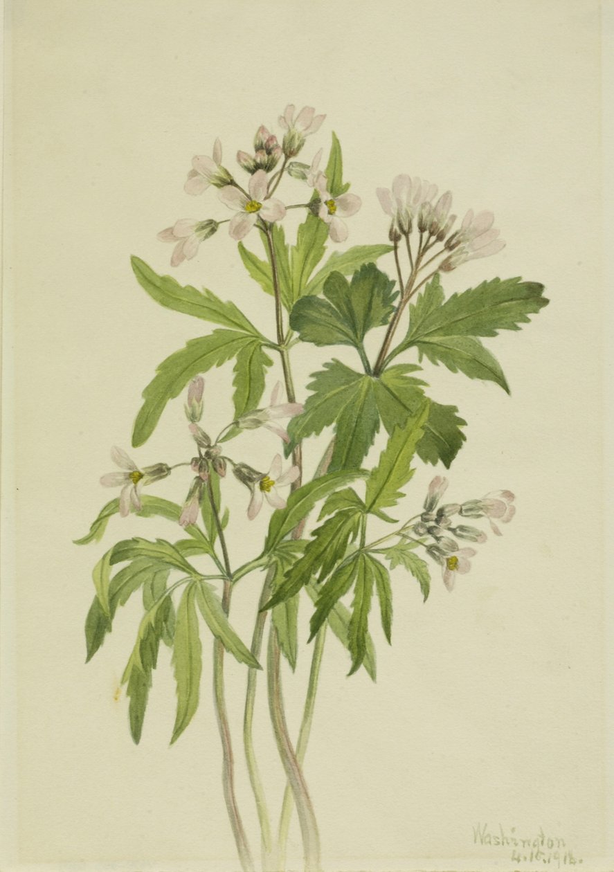 Dentaire coupée (Dentaria laciniata) - Mary Vaux Walcott