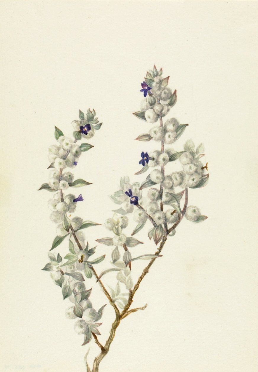 Sauge de la vallée de la mort (Salvia funerea) - Mary Vaux Walcott