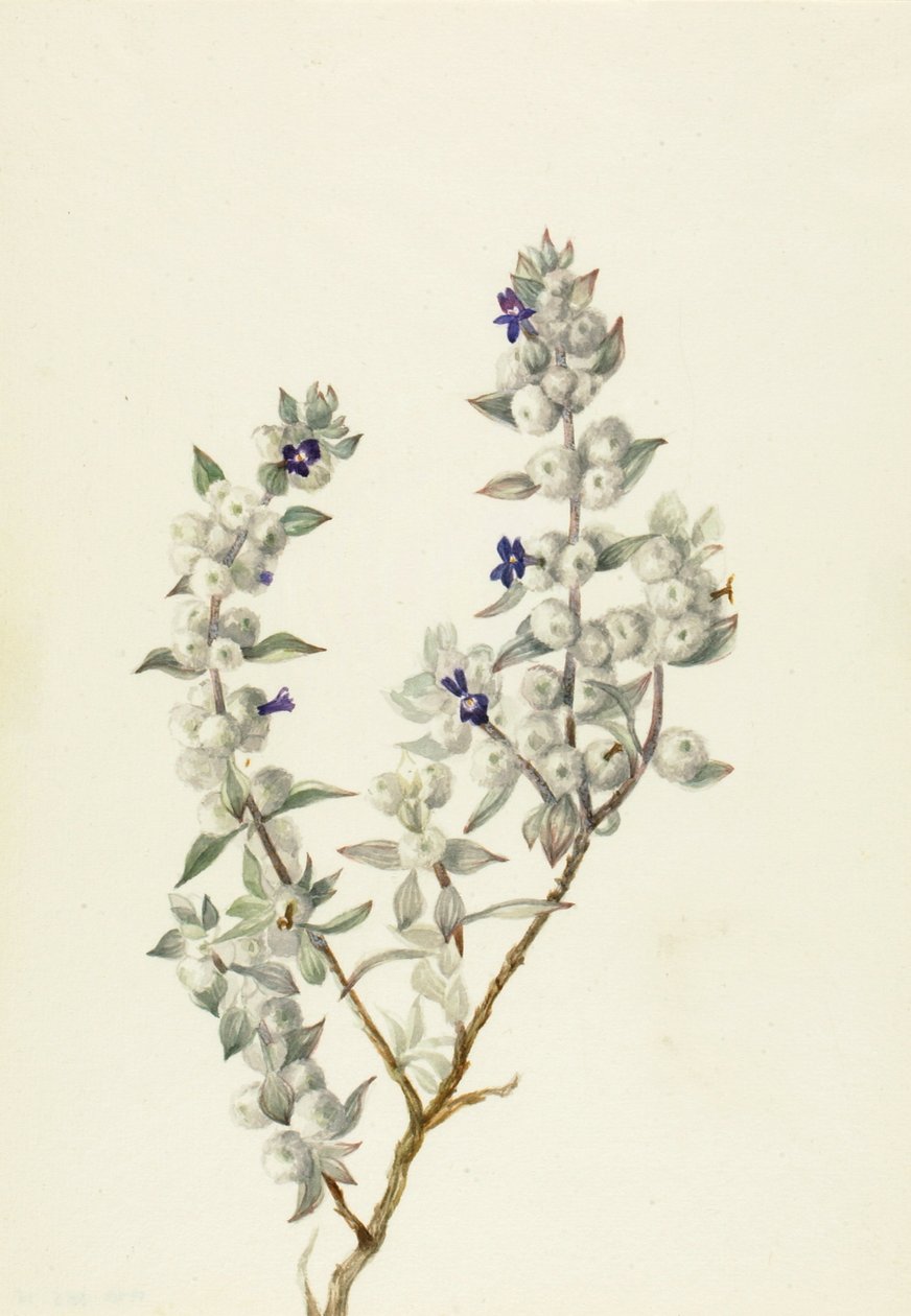 Sauge de la Vallée de la Mort Salvia funerea - Mary Vaux Walcott