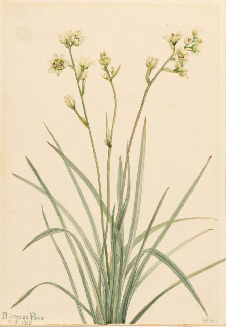 Zygadène (Zygadenus elegans) - Mary Vaux Walcott