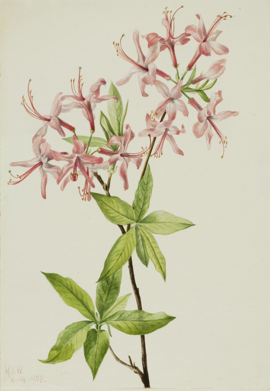 Floraison de l
