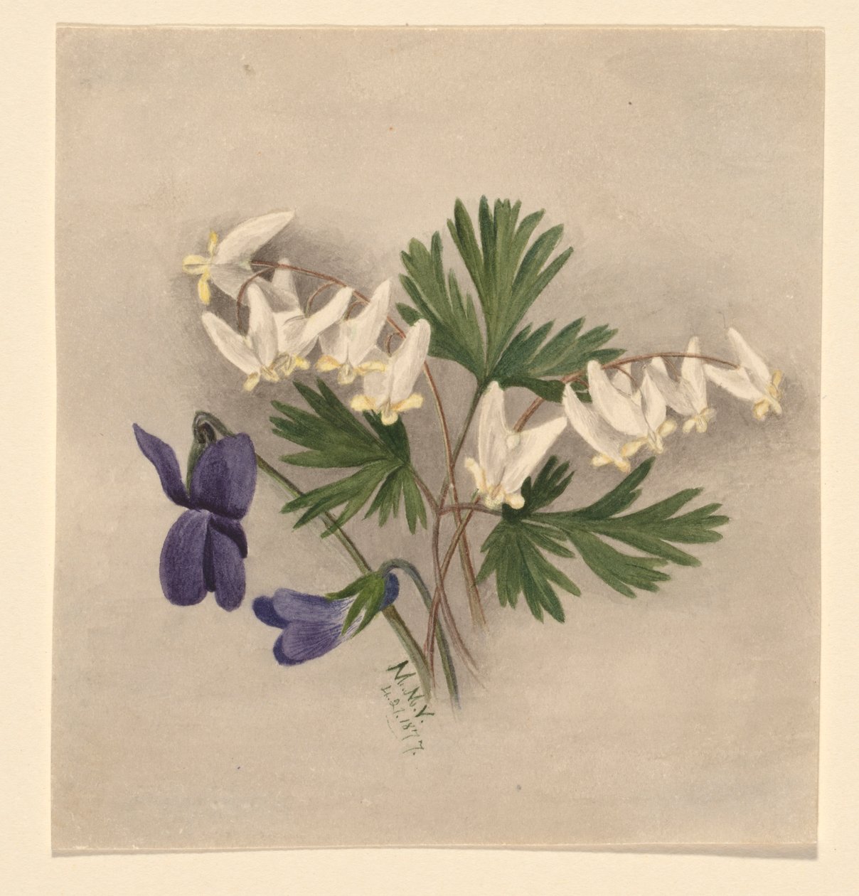 Culotte de cheval (Bikukulla cucullaria) - Mary Vaux Walcott