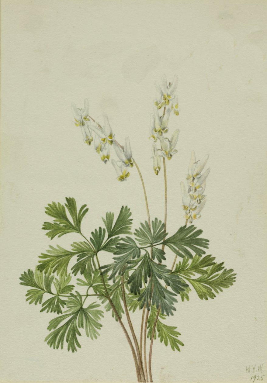 Culotte de Hollandais Bikukulla cucullaria - Mary Vaux Walcott