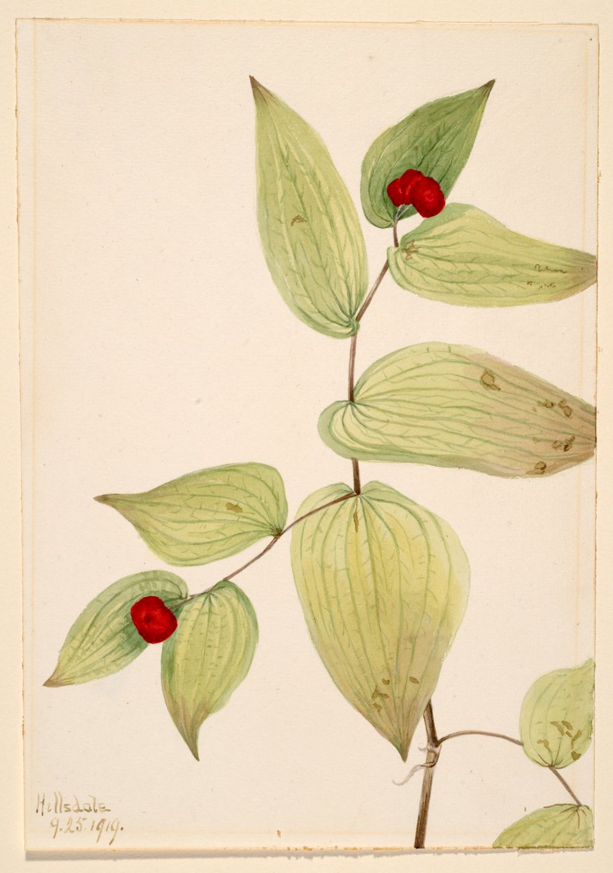 Disporum trachycarpum (Disporum trachycarpum) - Mary Vaux Walcott