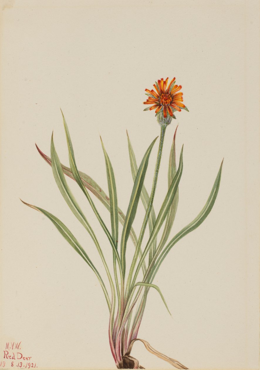 Faux pissenlit Agoseris aurantiaca, 1921 - Mary Vaux Walcott