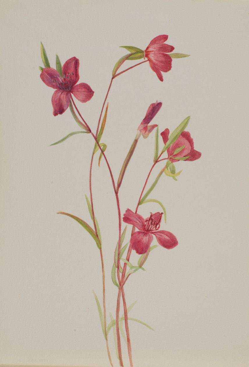 Adieu au printemps Godetia amoena lilja, vers 1930 - Mary Vaux Walcott