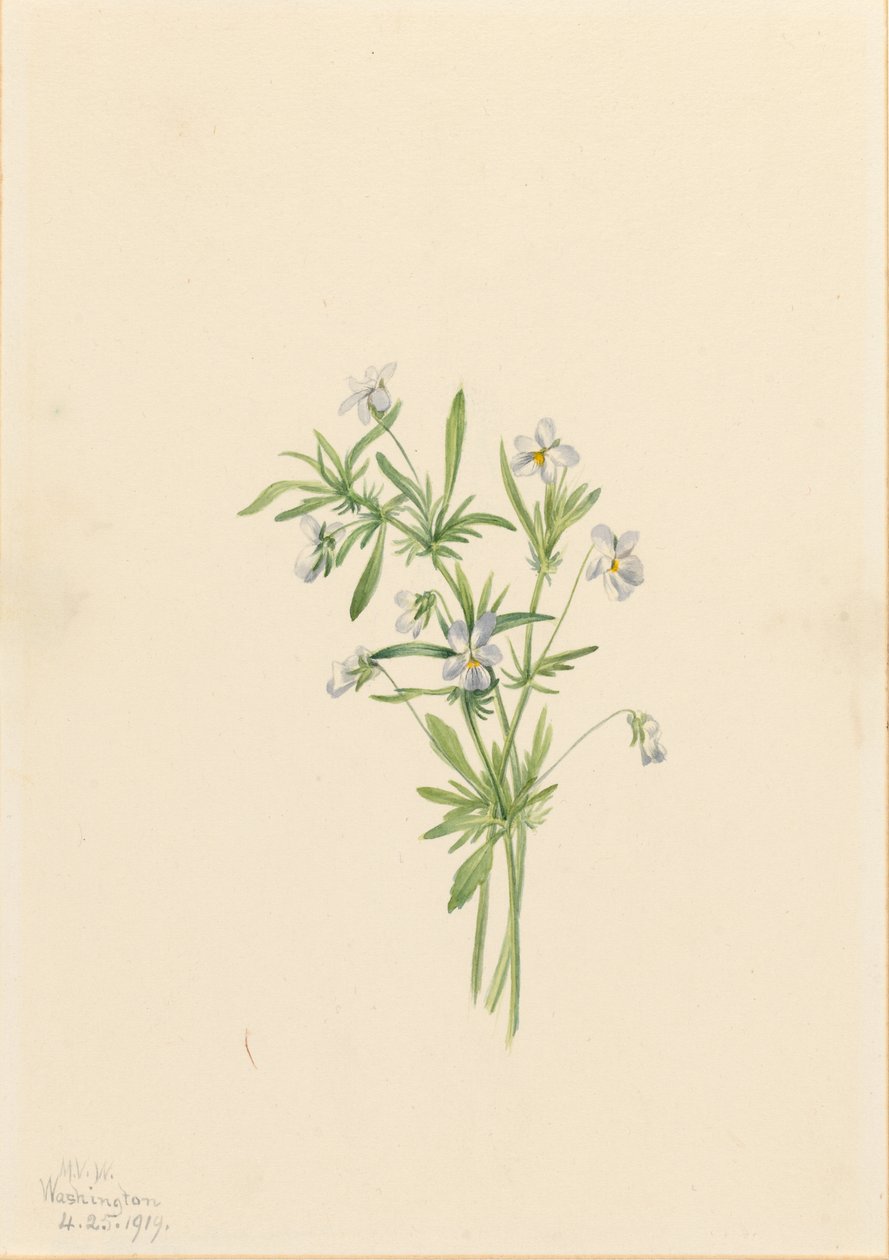 Violette des champs (Viola rafinesquii) - Mary Vaux Walcott