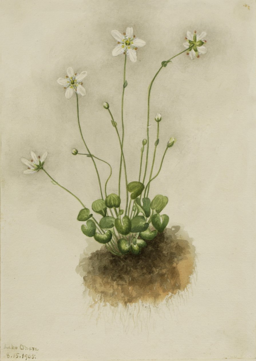 Parnassie Frangée Parnassia fimbriata, 1905 - Mary Vaux Walcott