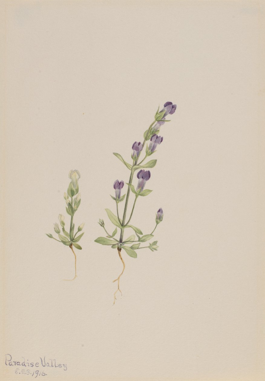 Gentiana propingua, 1916 - Mary Vaux Walcott