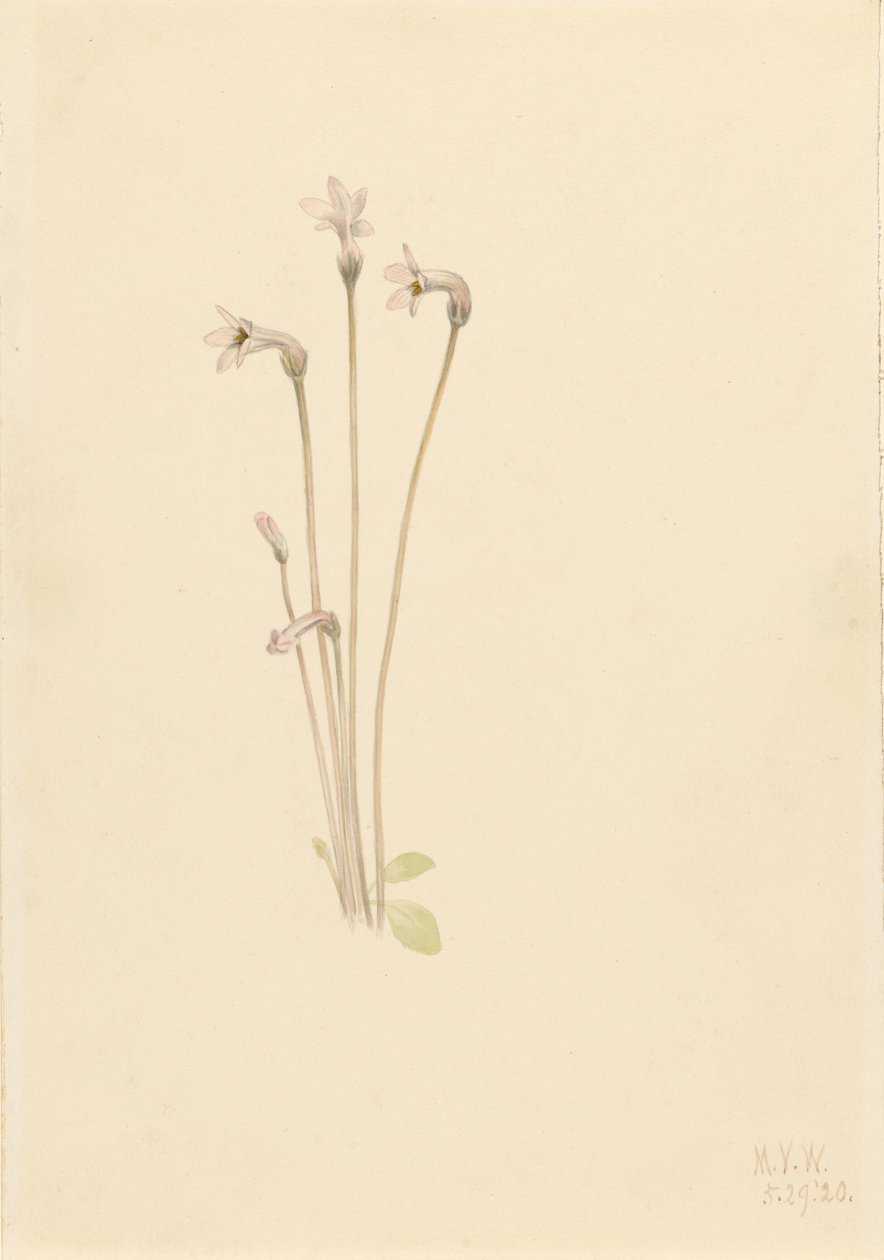 Thalesia uniflora (Thalesia uniflora) - Mary Vaux Walcott
