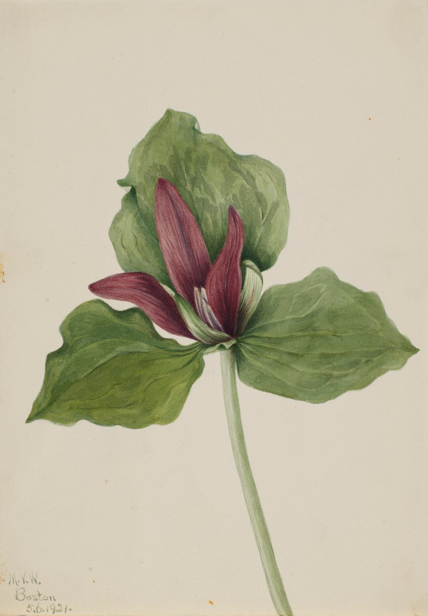 Trille géant (Trillium chloropetalum) - Mary Vaux Walcott