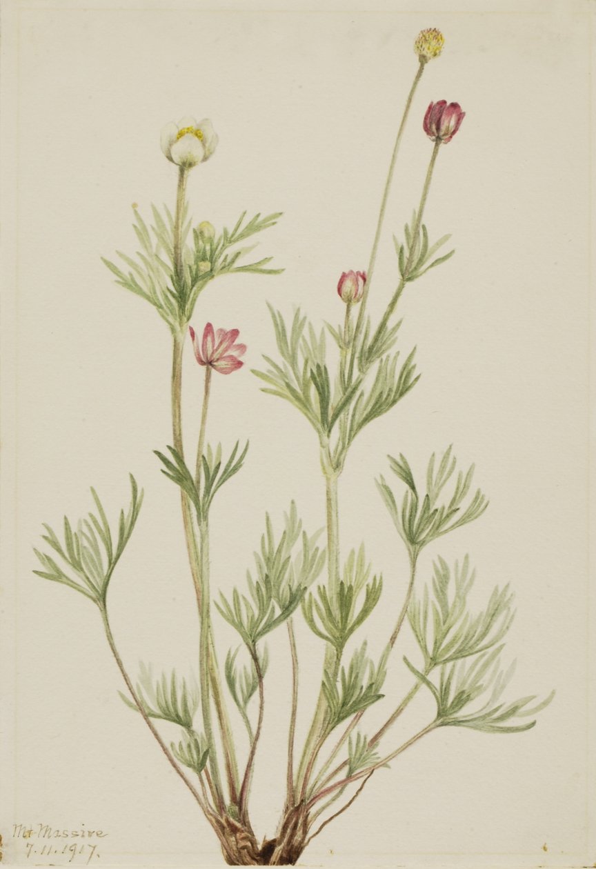 Anémone globuleuse (Anemone globosa) - Mary Vaux Walcott