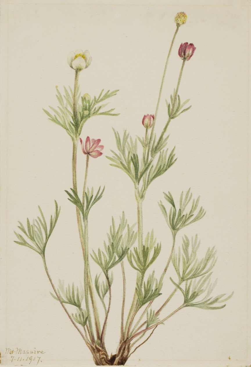 Anémone globuleuse - Mary Vaux Walcott