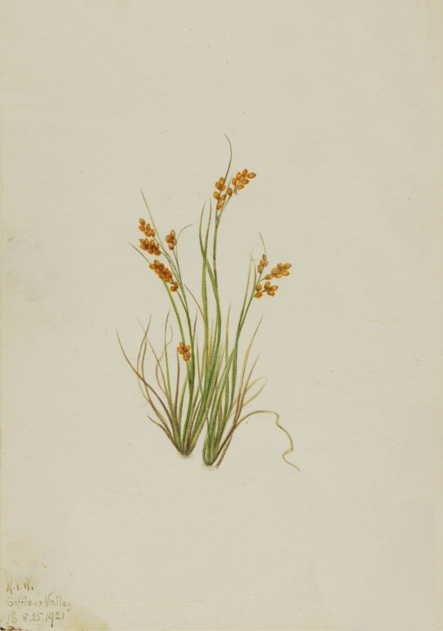 Laîche dorée Carex aurea, 1921 - Mary Vaux Walcott