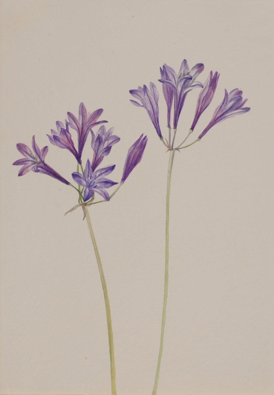 Brodiaea laxa, 1933 - Mary Vaux Walcott